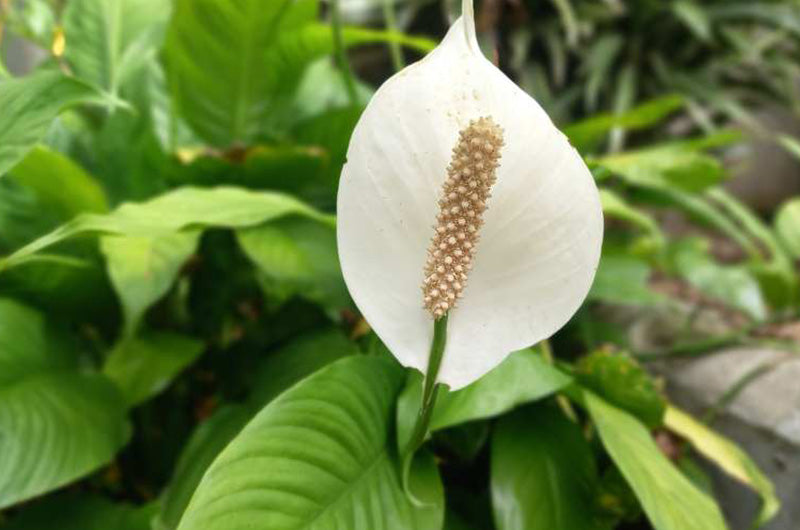 How to Take Care of Plants in Different Light Conditions?.