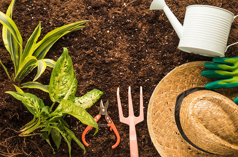 5 Tips Gardening on a Budget.