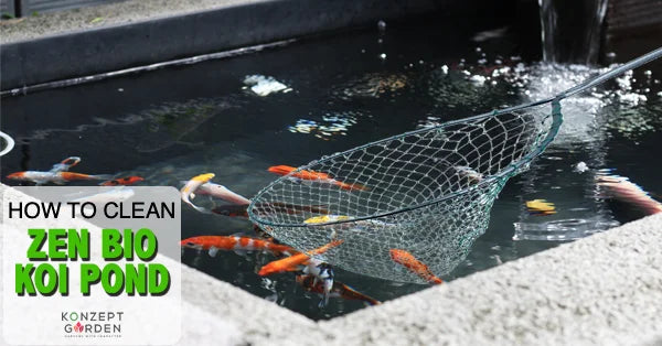 How To Clean Zen Bio Koi Pond?.