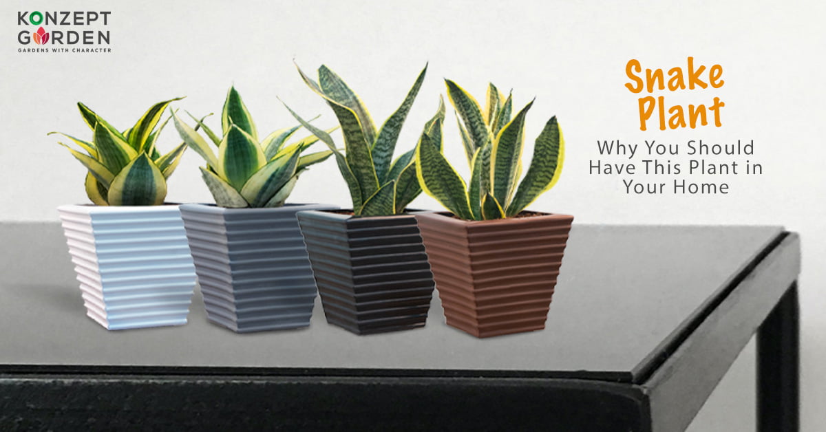Be Careful Grow & Why You Should Have A Snake Plant In Your Home.