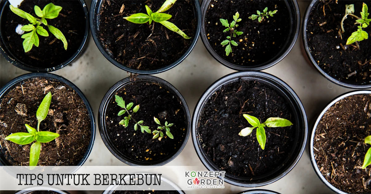 Tips Berkebun Dirumah.