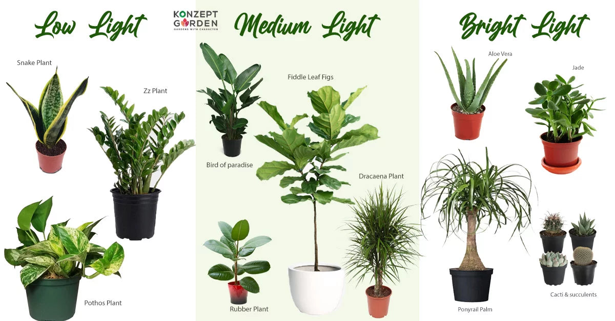 Three Ways To Get To Know Your Plants.