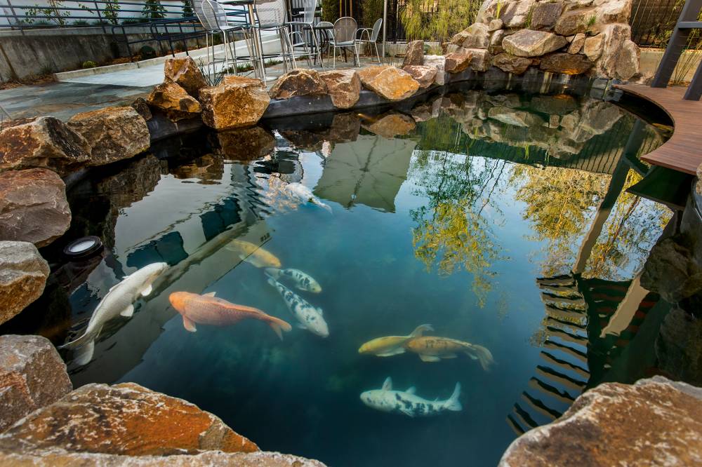 Beginner's Guide to Setting Up a Natural Koi Pond at Home