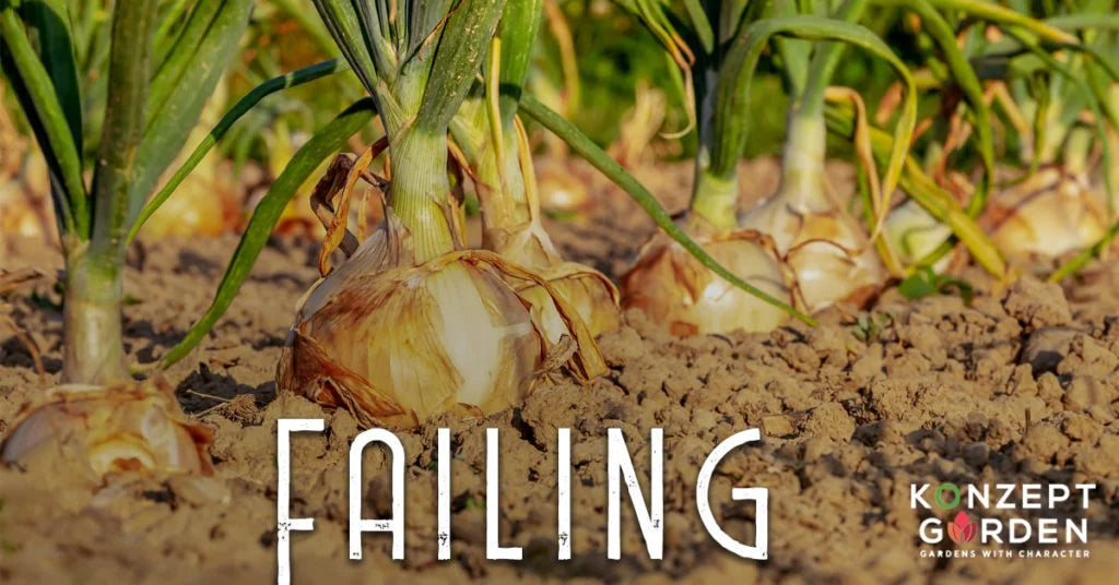 Don’t do these mistakes in the vegetable garden.