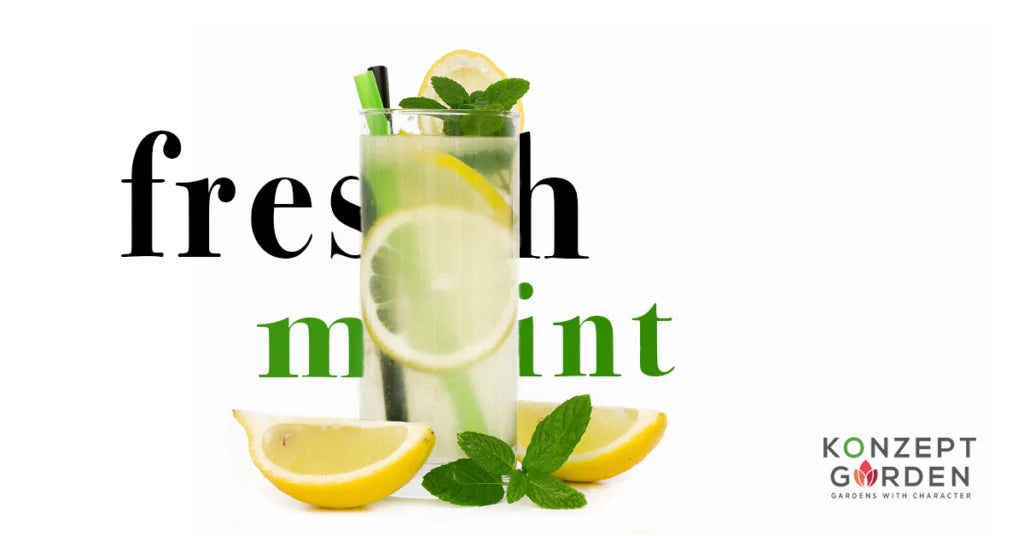 How To Grow Mint In Your Own Home?.