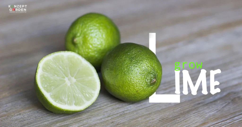 How to Grow Lime Trees from Seed: A Step-by-Step Guide for Home Gardeners.