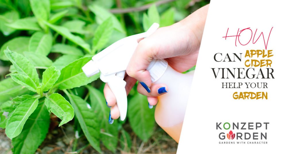 How Can Apple Cider Vinegar Help Your Garden?.
