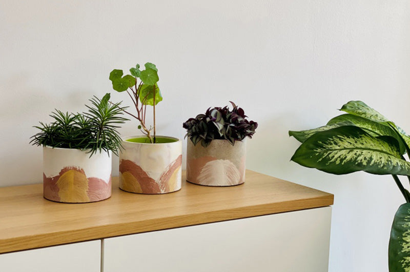 desch plant Easy Care Plant Bundle  Dahing Plants
