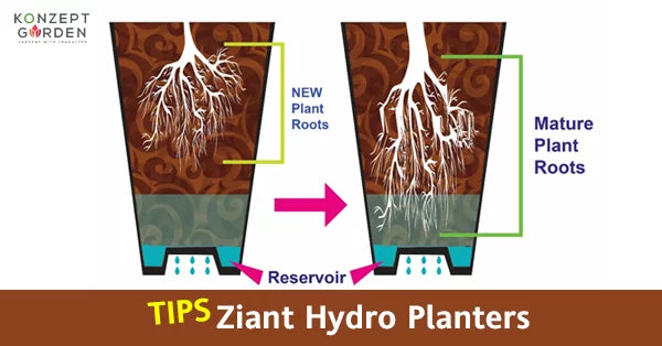 Tips for the new Owner of Ziant Hydro Planter.
