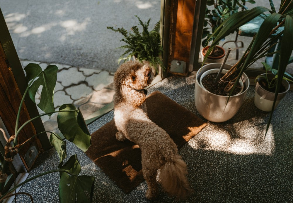 Top 10 Indoor Plants Safe for Your Pets
