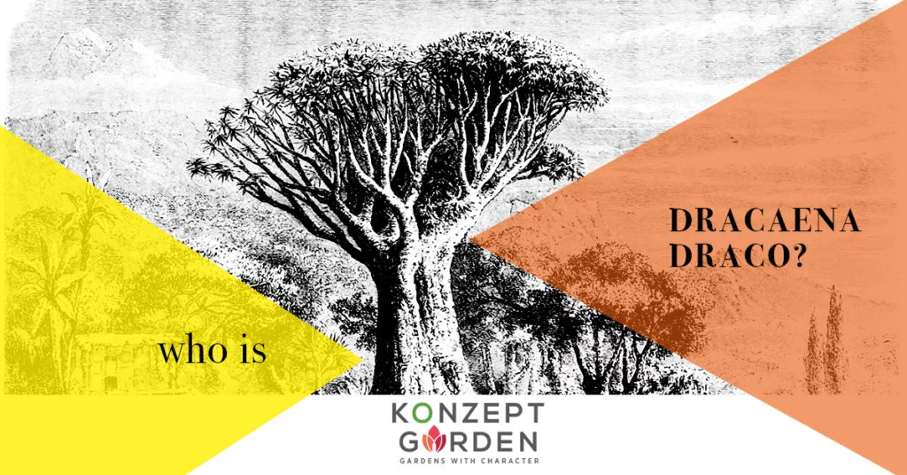 Who Is Dracaena Draco?.