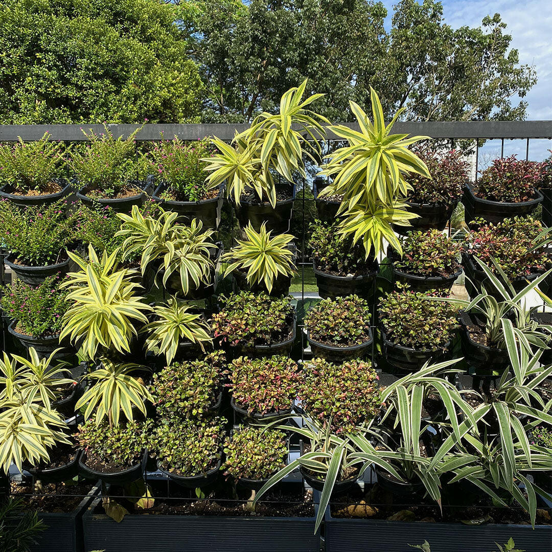 EcoWall Mini Set Vertical Garden with Frame Holder and Smart pots.