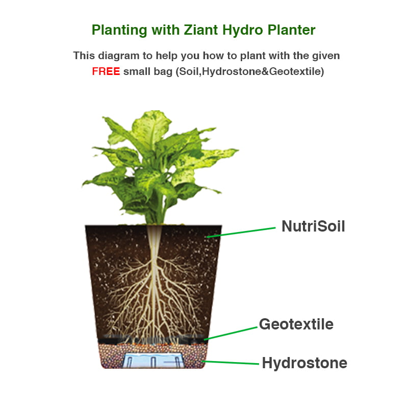 Snake Plant Golden Hahnii With Pot.