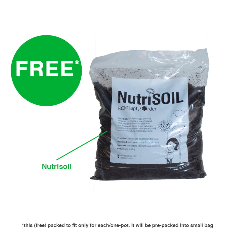 Snake Plant Golden Hahnii With Pot.