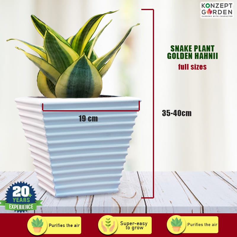 Snake Plant Golden Hahnii With Pot.