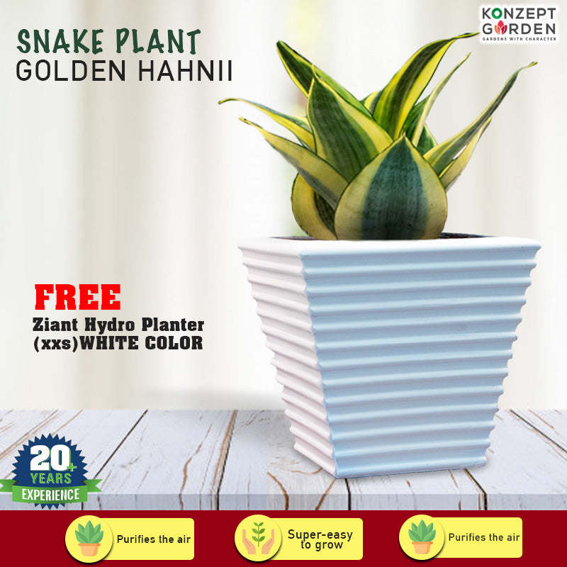 Snake Plant Golden Hahnii With Pot.