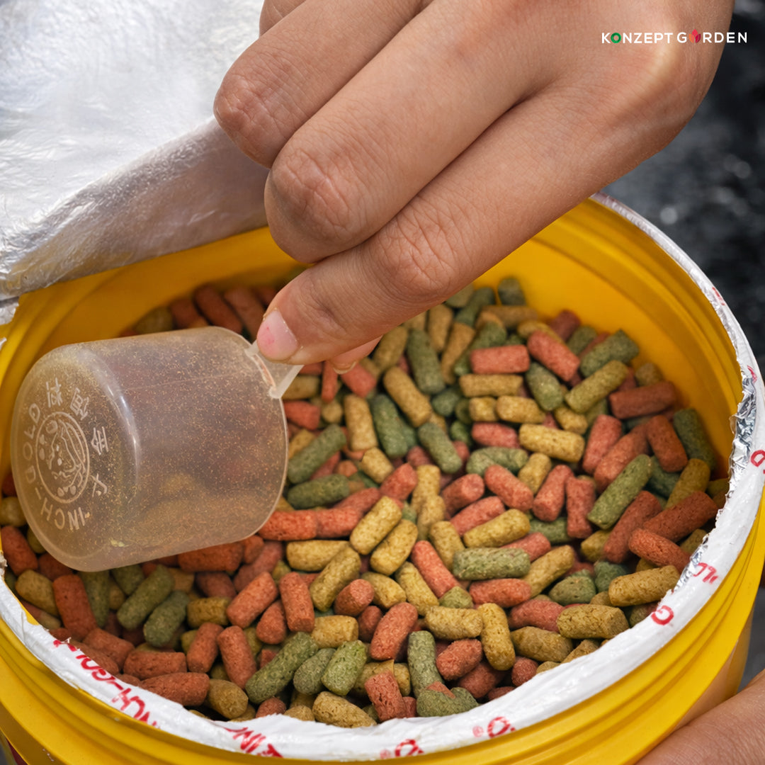 Three Color Koi Carp Feed By Inch Gold