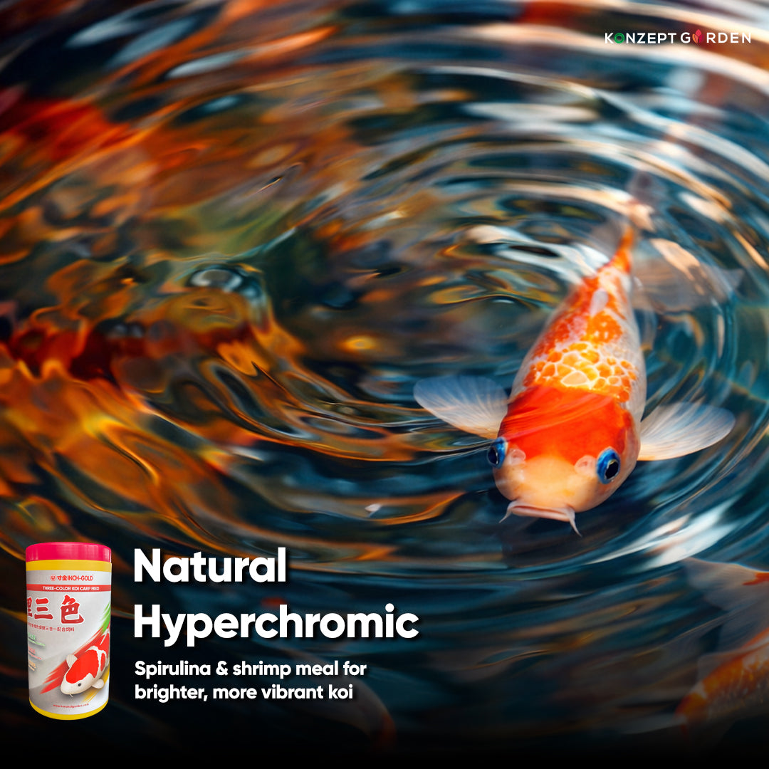Three Color Koi Carp Feed By Inch Gold