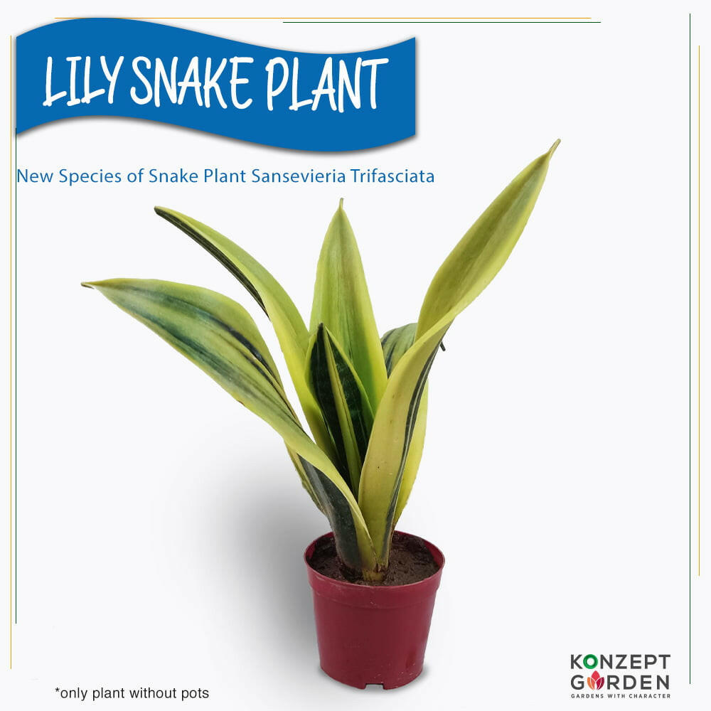 Snake Plant Lily Snake Plant Without Pot.