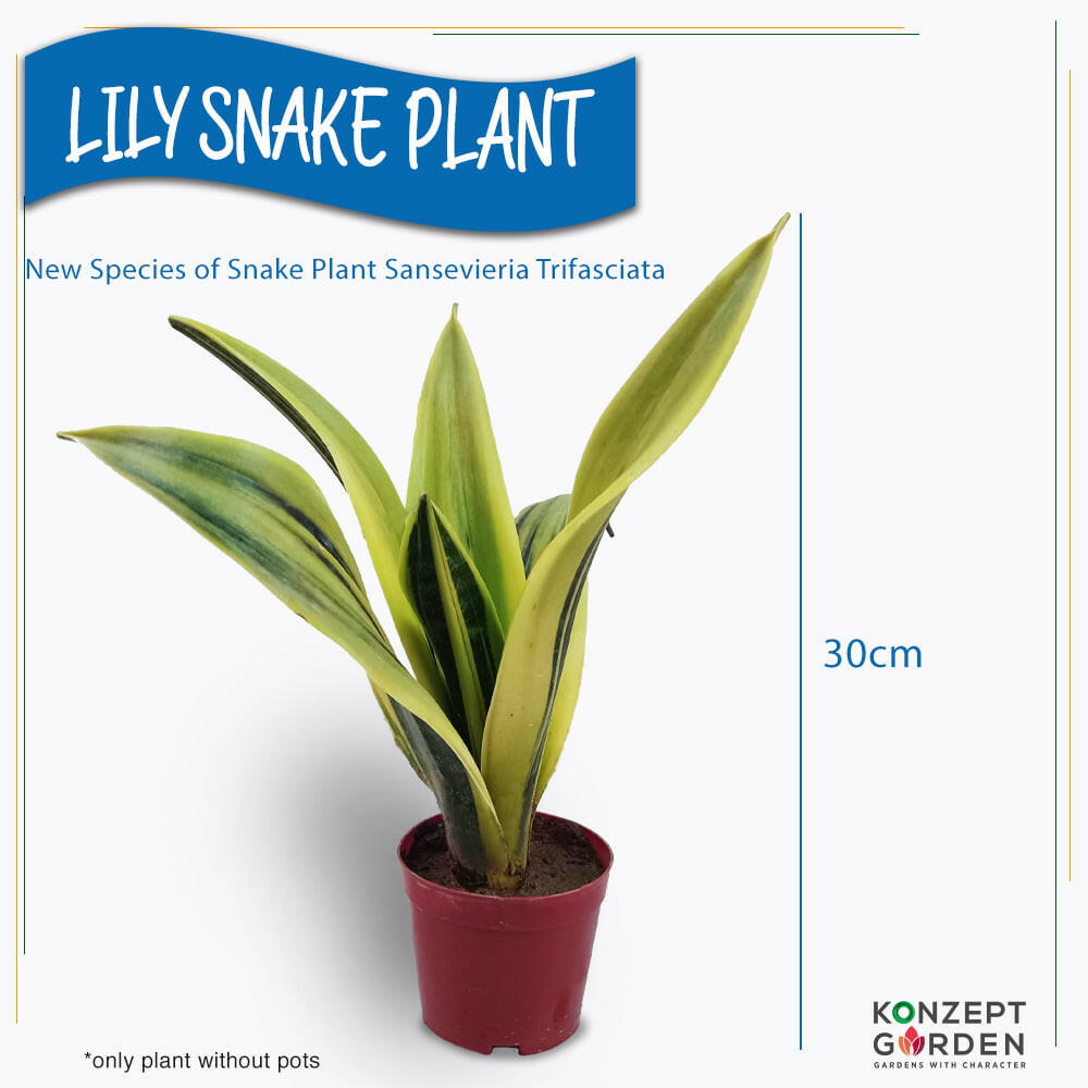 Snake Plant Lily Snake Plant Without Pot.