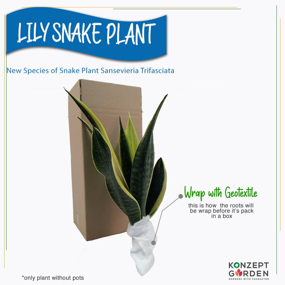 Snake Plant Lily Snake Plant Without Pot.