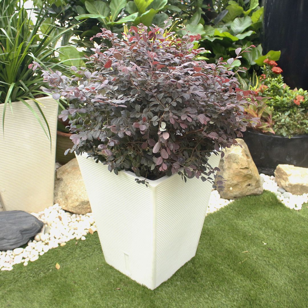 Ziant Hydro Planter ZP001 M-L Planter Box.