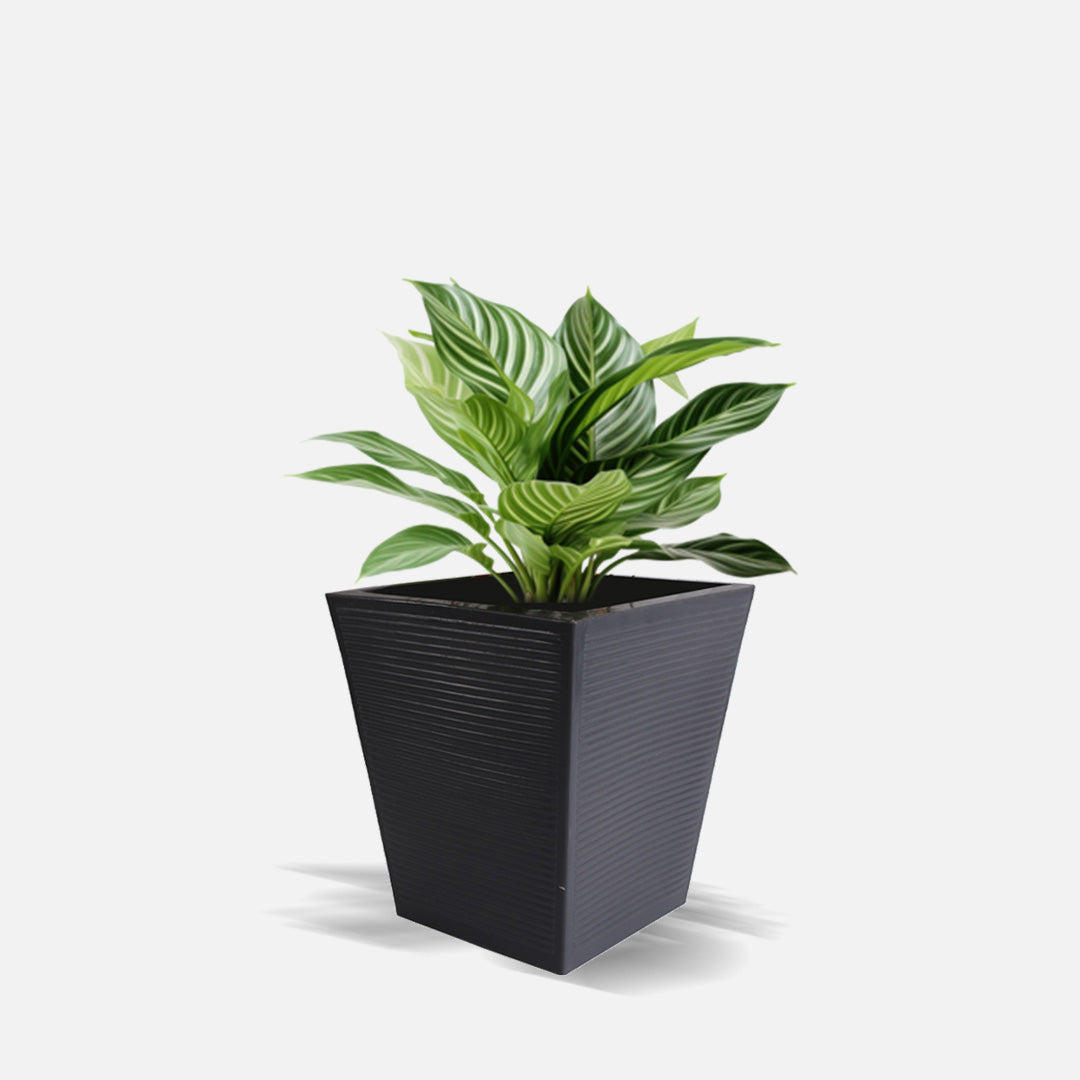 Ziant Hydro Planter ZP001 S Planter Box.