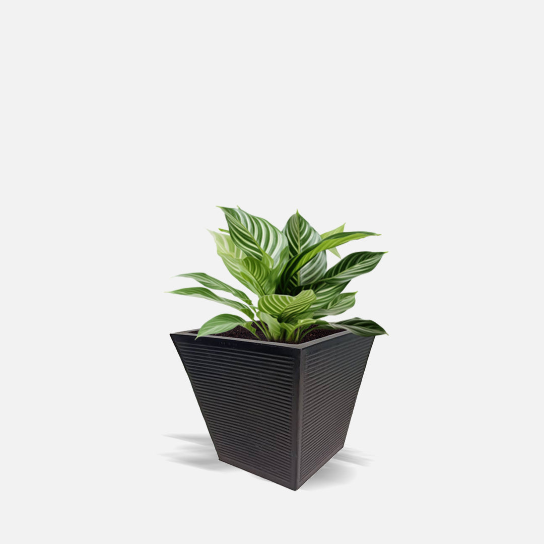 Ziant Hydro Planter ZP001 XS Planter Box.