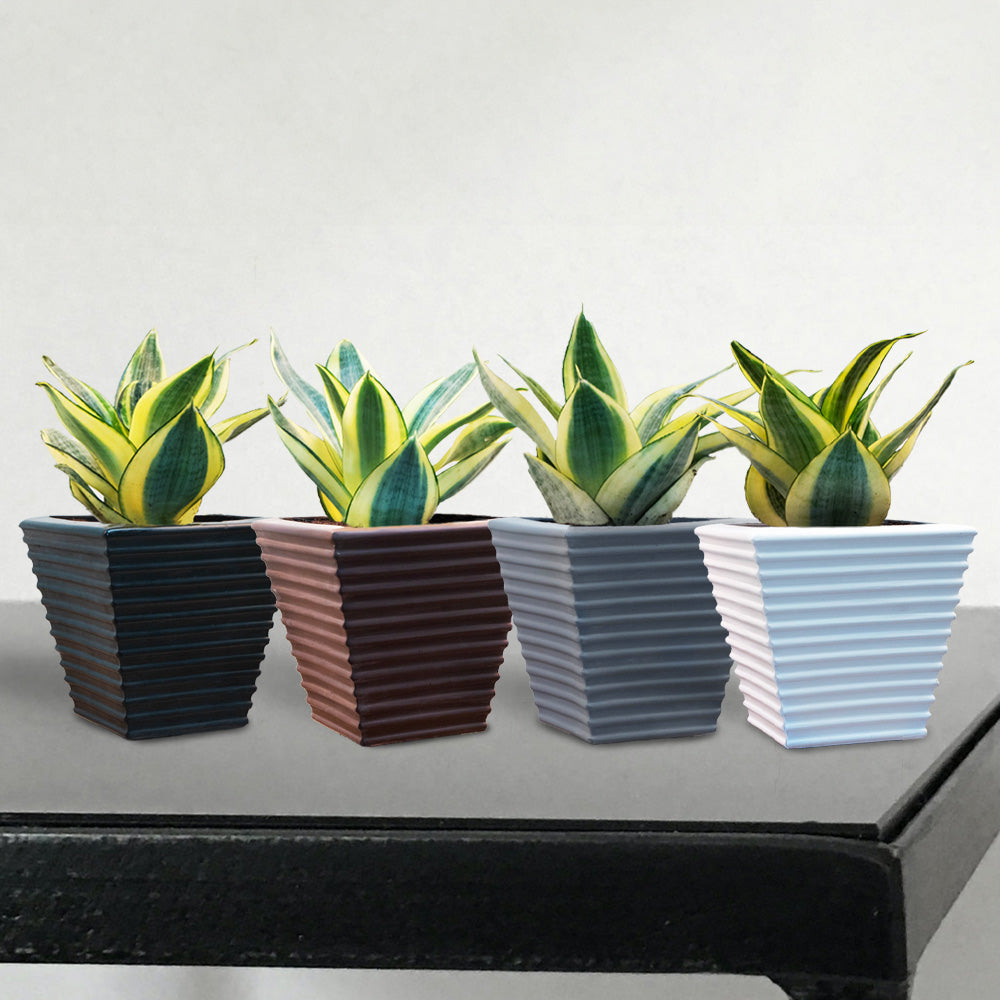 Ziant Hydro Planter ZP001 XXS Planter Box.