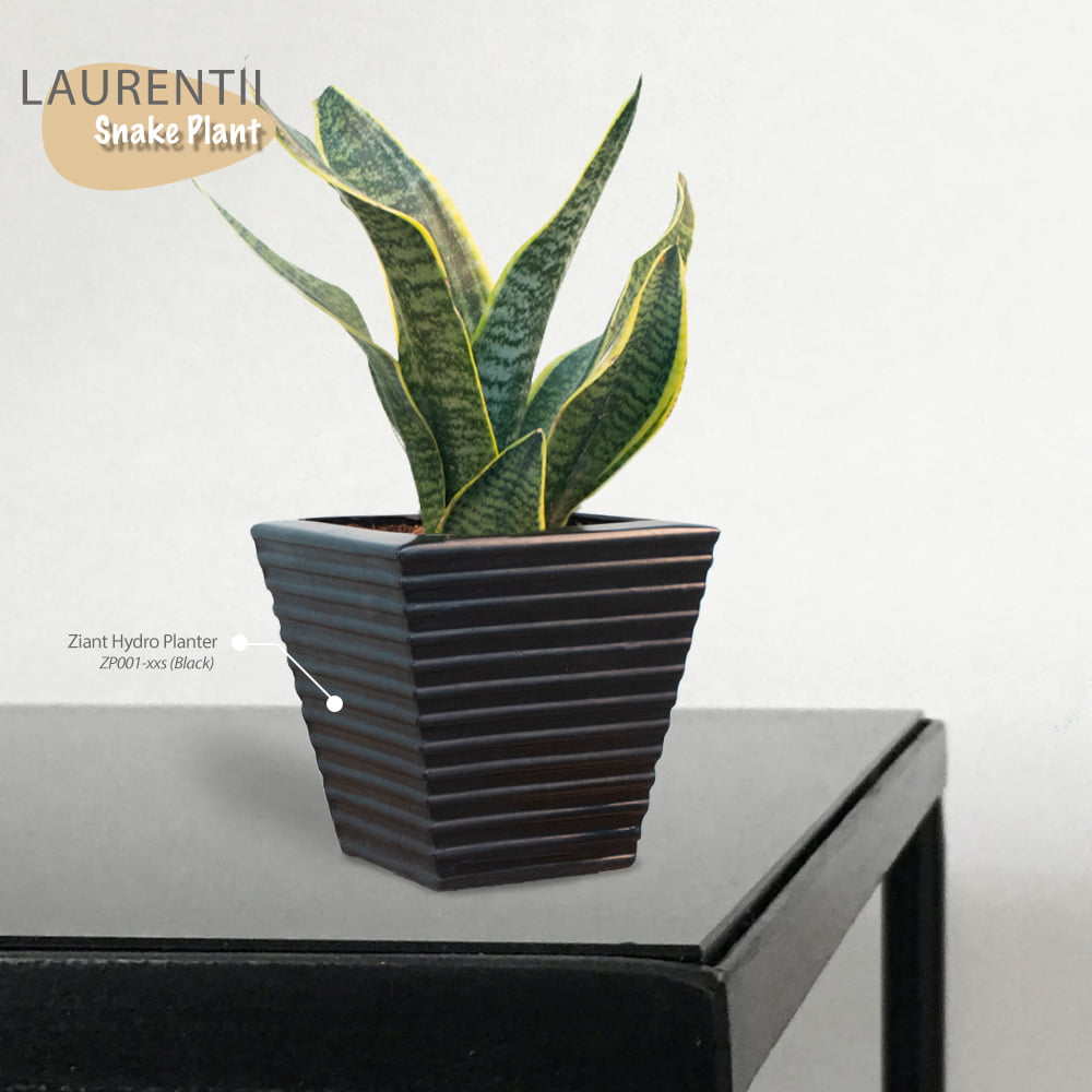 Snake Plant Superba Laurentii With Pot.