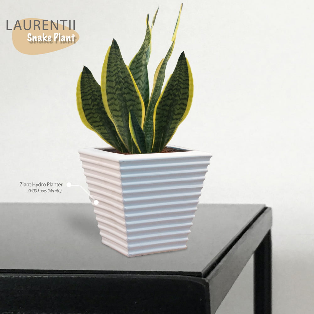 Snake Plant Superba Laurentii With Pot.
