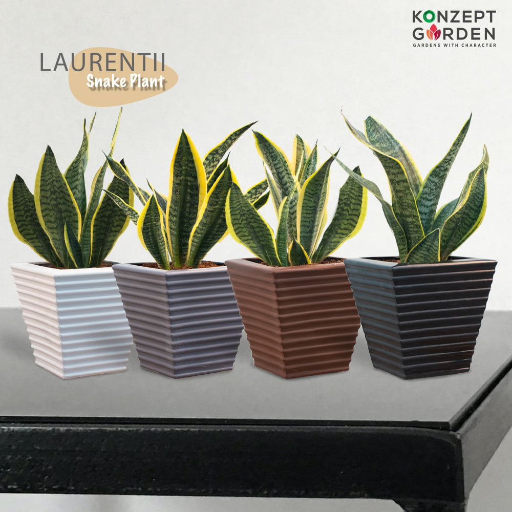 Snake Plant Superba Laurentii With Pot.