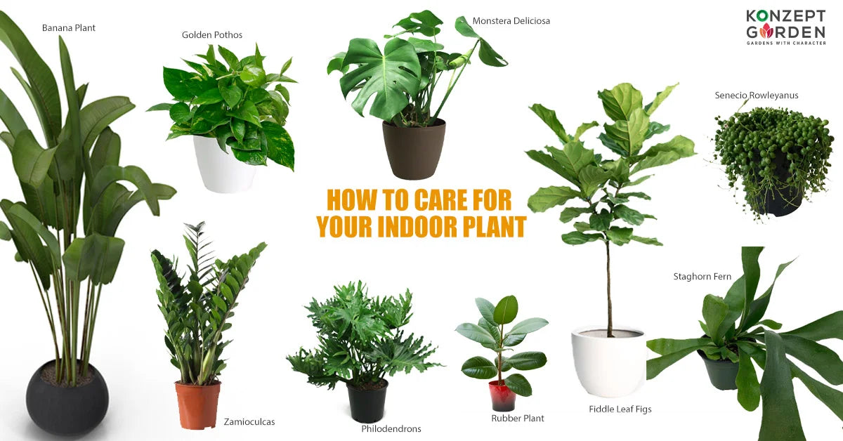 11 Types of Indoor Plants and How To Care For Your Indoor Plant?