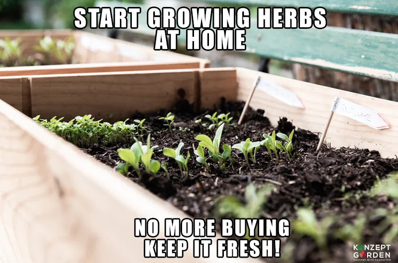 Start Your Own Herb Gardening