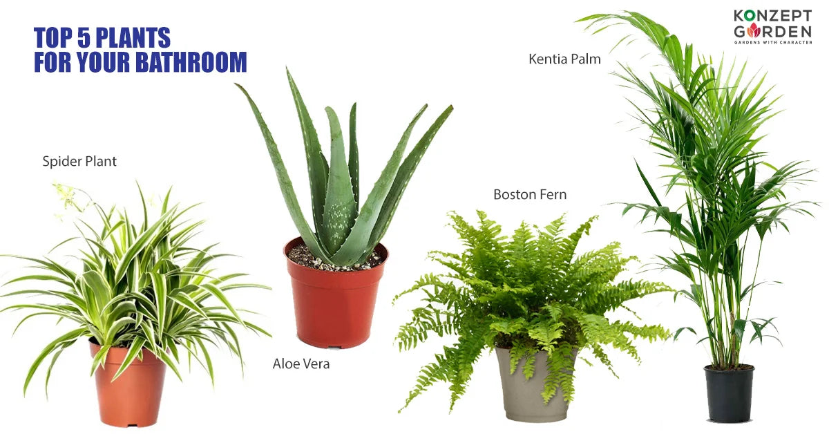 Top 5 Plants For Your Bathroom in Malaysia.