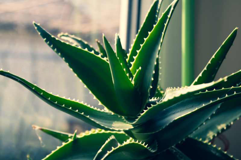 Which plant is easier to plant and grow?.