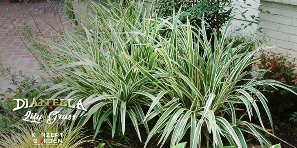 Who knows this plant ‘Dianella Lily Grass’？.