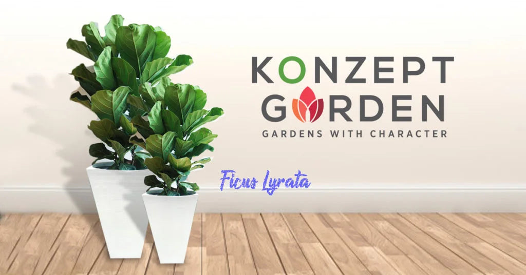 Everyone’s Indoors Favourite Plant – Ficus Lyrata.