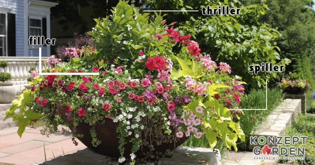 Do you know about flower pots Thriller, Filler & Spiller?