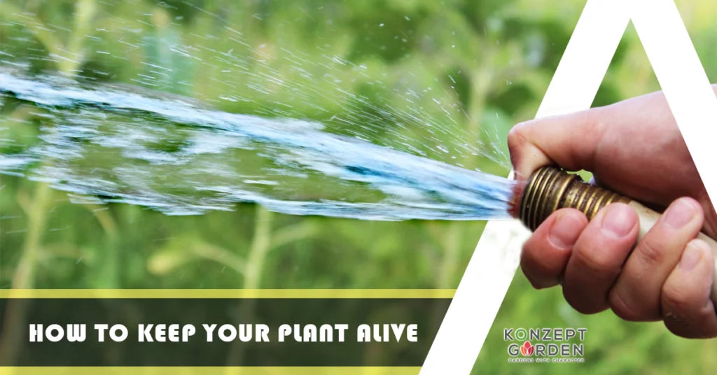 How to keep your garden alive during the heatwave in Malaysia?.