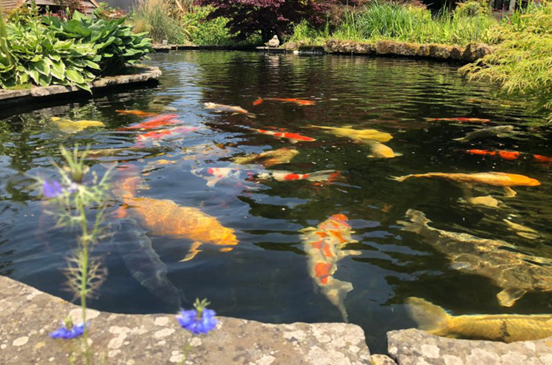 How To Choose Koi Fish Pond Filter System & Landscape Design?