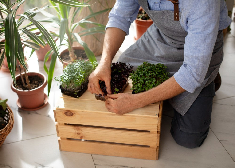 Guide to Choosing Plants for Planter Boxes in Malaysia (2025 Update)