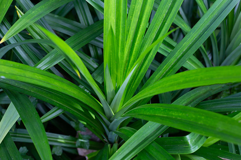 How to plant and care pandan leaves?