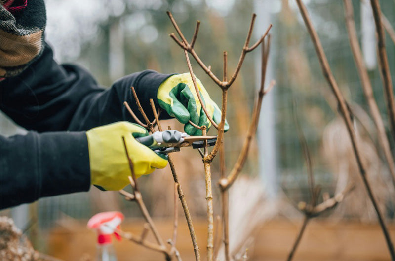 How to Design a Safe Garden for Kids and Pets?