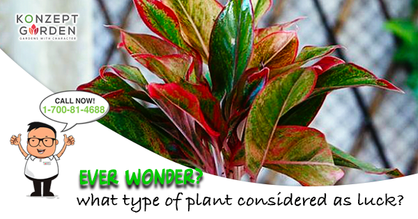 Aglaonema Plant You Need To Grow