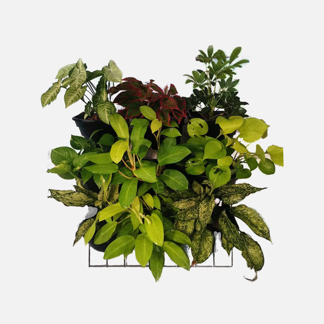 EcoWall Mini Set Vertical Garden with Frame Holder and Smart pots