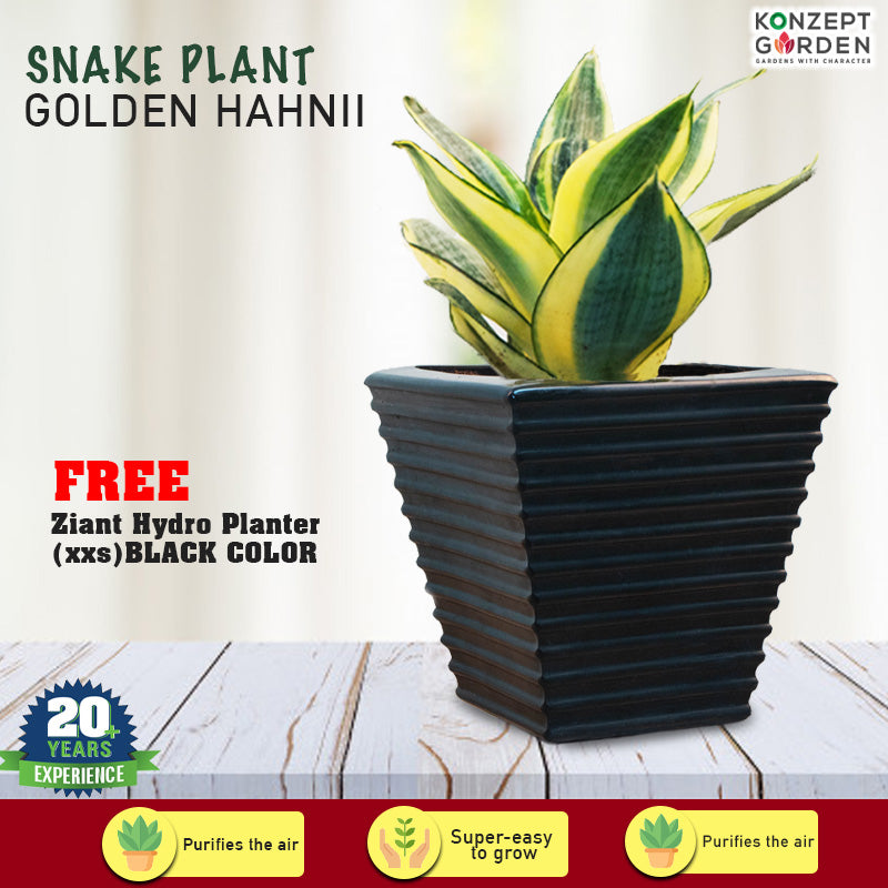 Snake Plant Golden Hahnii With Pot