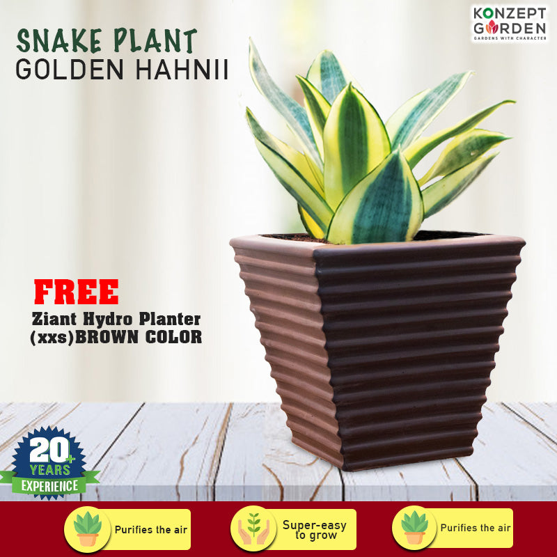 Snake Plant Golden Hahnii With Pot