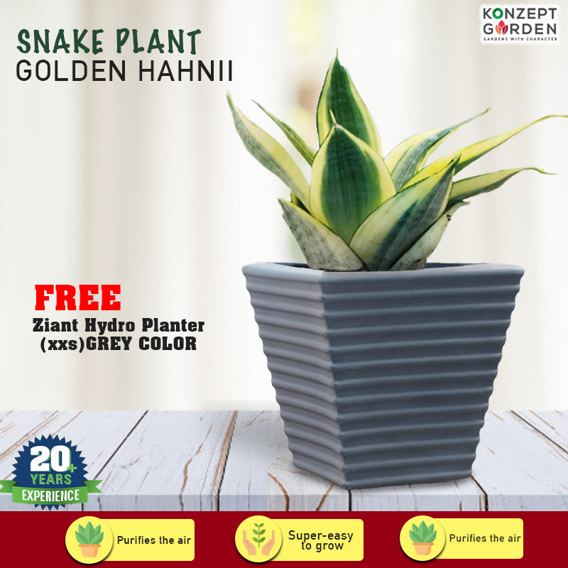 Snake Plant Golden Hahnii With Pot