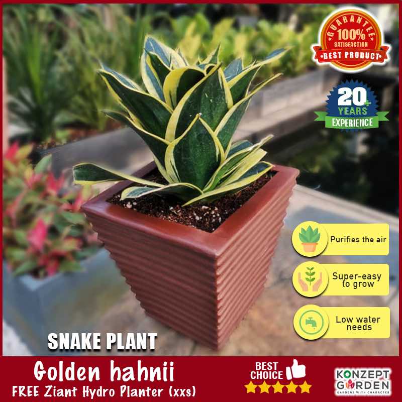 Snake Plant Golden Hahnii With Pot